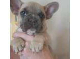 French Bulldog Puppy for sale in Navarre, FL, USA