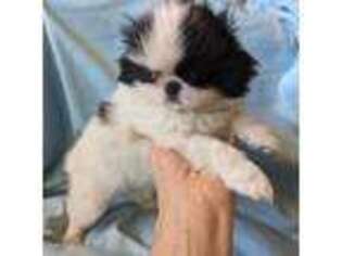 Mutt Puppy for sale in Arroyo Grande, CA, USA