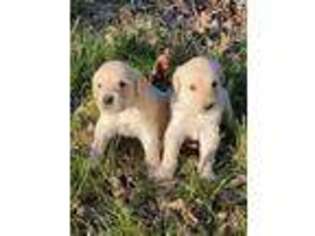 Labradoodle Puppy for sale in Litchfield, ME, USA