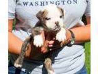 Olde English Bulldogge Puppy for sale in Garner, IA, USA
