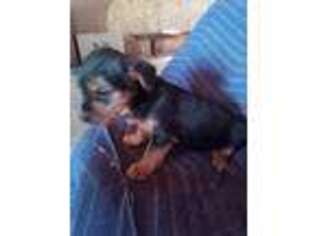 Yorkshire Terrier Puppy for sale in Decatur, IN, USA