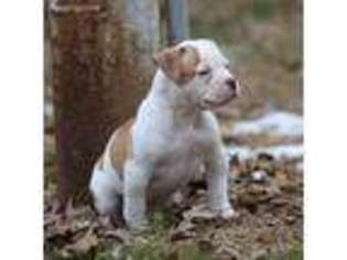 American Bulldog Puppy for sale in Augusta, WI, USA