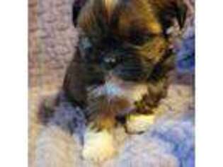 Mutt Puppy for sale in Kenmore, WA, USA