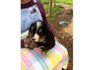 Bernese Mountain Dog Puppy for sale in Montreal, MO, USA