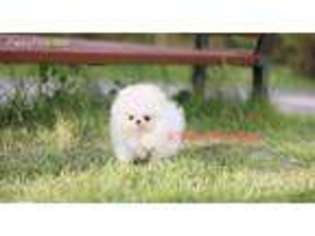 Pomeranian Puppy for sale in Burnsville, NC, USA