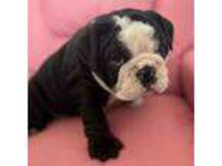 Bulldog Puppy for sale in Bedford, IA, USA