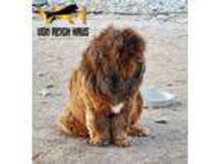 Tibetan Mastiff Puppy for sale in Cody, WY, USA