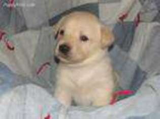 Labrador Retriever Puppy for sale in Dayton, VA, USA