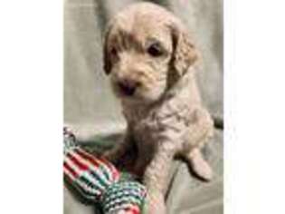 Goldendoodle Puppy for sale in Menomonie, WI, USA