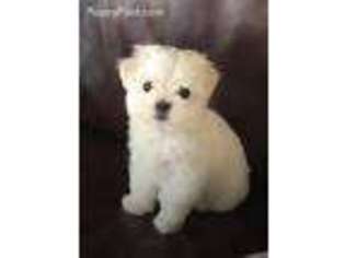 Maltese Puppy for sale in Cerritos, CA, USA