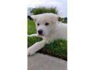 Akita Puppy for sale in Fort Lupton, CO, USA