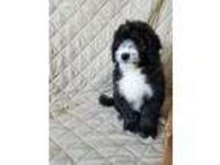 Saint Berdoodle Puppy for sale in Starbuck, MN, USA