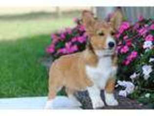 Pembroke Welsh Corgi Puppy for sale in Greens Fork, IN, USA