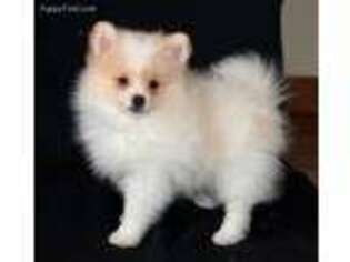 Pomeranian Puppy for sale in Rock Valley, IA, USA