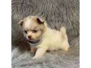 Chihuahua Puppy for sale in Starr, SC, USA