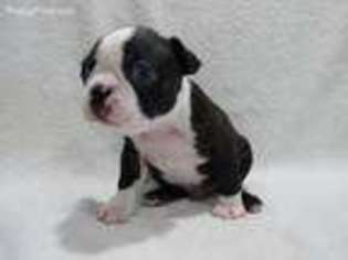Boston Terrier Puppy for sale in Midlothian, TX, USA