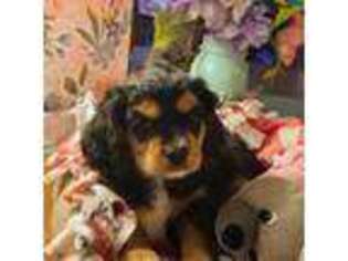 Cavalier King Charles Spaniel Puppy for sale in Myrtle Creek, OR, USA