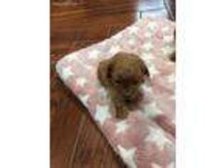Mutt Puppy for sale in Pontotoc, MS, USA