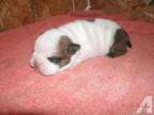 Bulldog Puppy for sale in LONDON, KY, USA