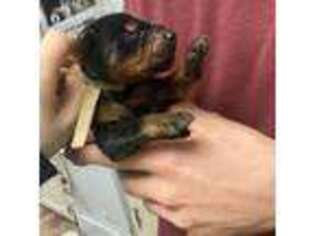 Doberman Pinscher Puppy for sale in Decatur, IL, USA