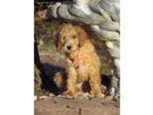 Goldendoodle Puppy for sale in Mexico, MO, USA