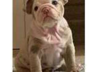 Bulldog Puppy for sale in Dearborn, MI, USA