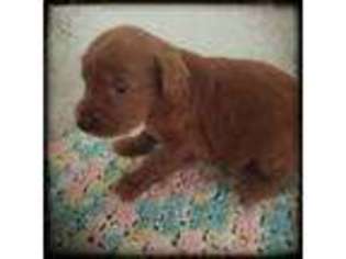 Goldendoodle Puppy for sale in Leasburg, MO, USA