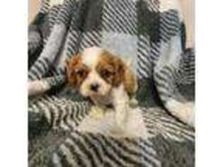 Cavalier King Charles Spaniel Puppy for sale in Hattiesburg, MS, USA