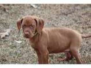 Vizsla Puppy for sale in Thorsby, AL, USA