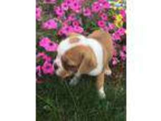 American Bulldog Puppy for sale in Wooster, OH, USA
