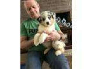 Australian Shepherd Puppy for sale in Olive Hill, KY, USA