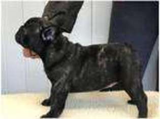 French Bulldog Puppy for sale in Basildon, Essex (England), United Kingdom