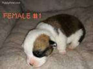 Pembroke Welsh Corgi Puppy for sale in Muldrow, OK, USA
