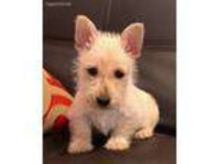 Scottish Terrier Puppy for sale in Princeton, CA, USA