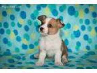 Cardigan Welsh Corgi Puppy for sale in Oxford, MI, USA