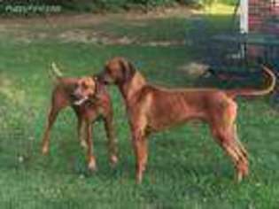 Rhodesian Ridgeback Puppy for sale in Mcalester, OK, USA