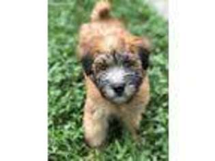 Soft Coated Wheaten Terrier Puppy for sale in Orlando, FL, USA