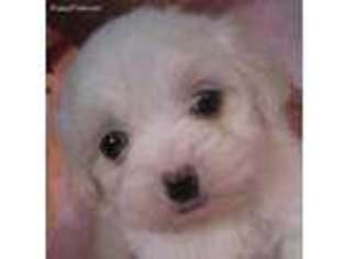 Maltese Puppy for sale in Kenosha, WI, USA
