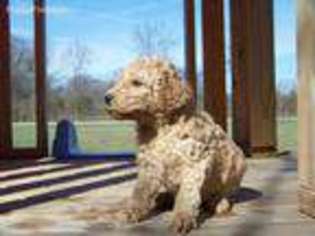 Labradoodle Puppy for sale in Waynesville, OH, USA