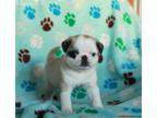 Pug Puppy for sale in Strasburg, PA, USA
