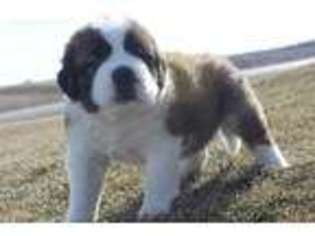 Saint Bernard Puppy for sale in Dyersville, IA, USA