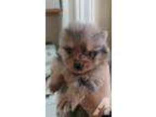 Pomeranian Puppy for sale in FORT PIERCE, FL, USA