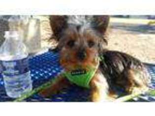 Yorkshire Terrier Puppy for sale in College Station, TX, USA