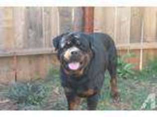 Rottweiler Puppy for sale in PARADISE, CA, USA