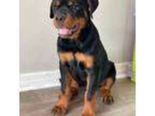 Rottweiler Puppy for sale in Tavares, FL, USA
