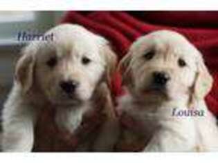 Golden Retriever Puppy for sale in Upland, IN, USA