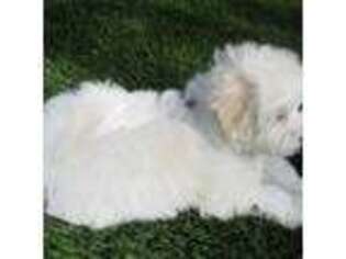Maltese Puppy for sale in San Jacinto, CA, USA