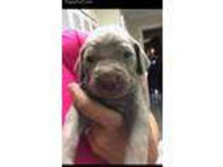 Weimaraner Puppy for sale in Ada, OK, USA