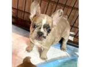 French Bulldog Puppy for sale in Billerica, MA, USA