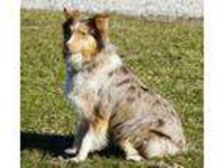 Australian Shepherd Puppy for sale in Howe, IN, USA